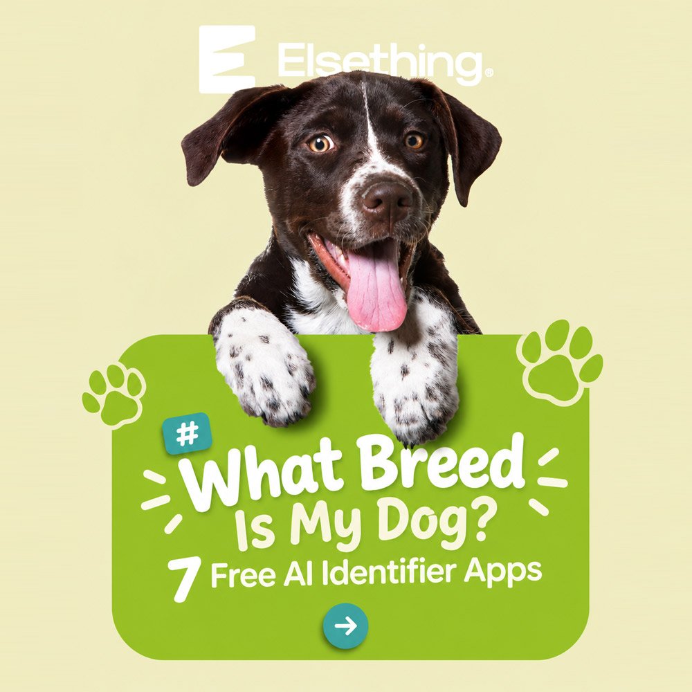 Dog-AI-Identifier-Apps